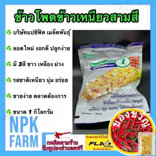 เมล็ดอวบอ้วน100%ข้าวโพดข้าวเหนียวสามสี 1 กิโลกรัม ลอตใหม่ งอกดี ข้าวโพดสามสี ขาว เหลือง ม่วง แปซิฟิค ข้าวโพดหวาน ลูกผสม