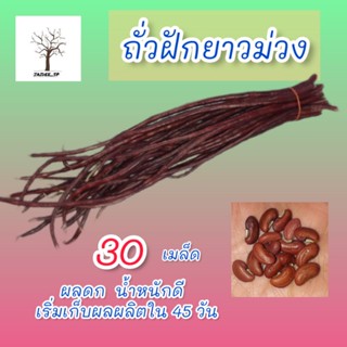 เมล็ดถั่วฝักยาวม่วง ผลดกน้ำหนักดี ผักน้าปลูกราคาดี 30 เมล็ด