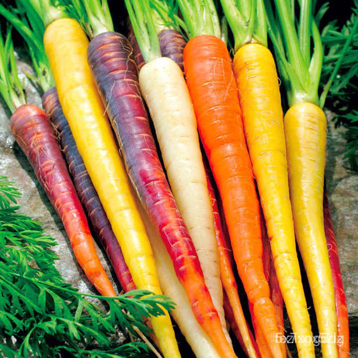 เมล็ดพันธุ์ แครอทสีรุ้งถูกที่สุด 9 บ.เบบี้แครอท คละสีงอกง่ายโตไว☘️พุ่มใหญ่/ผักกรอบผลไม้และผลไม้อบแห้งแห ONGG
