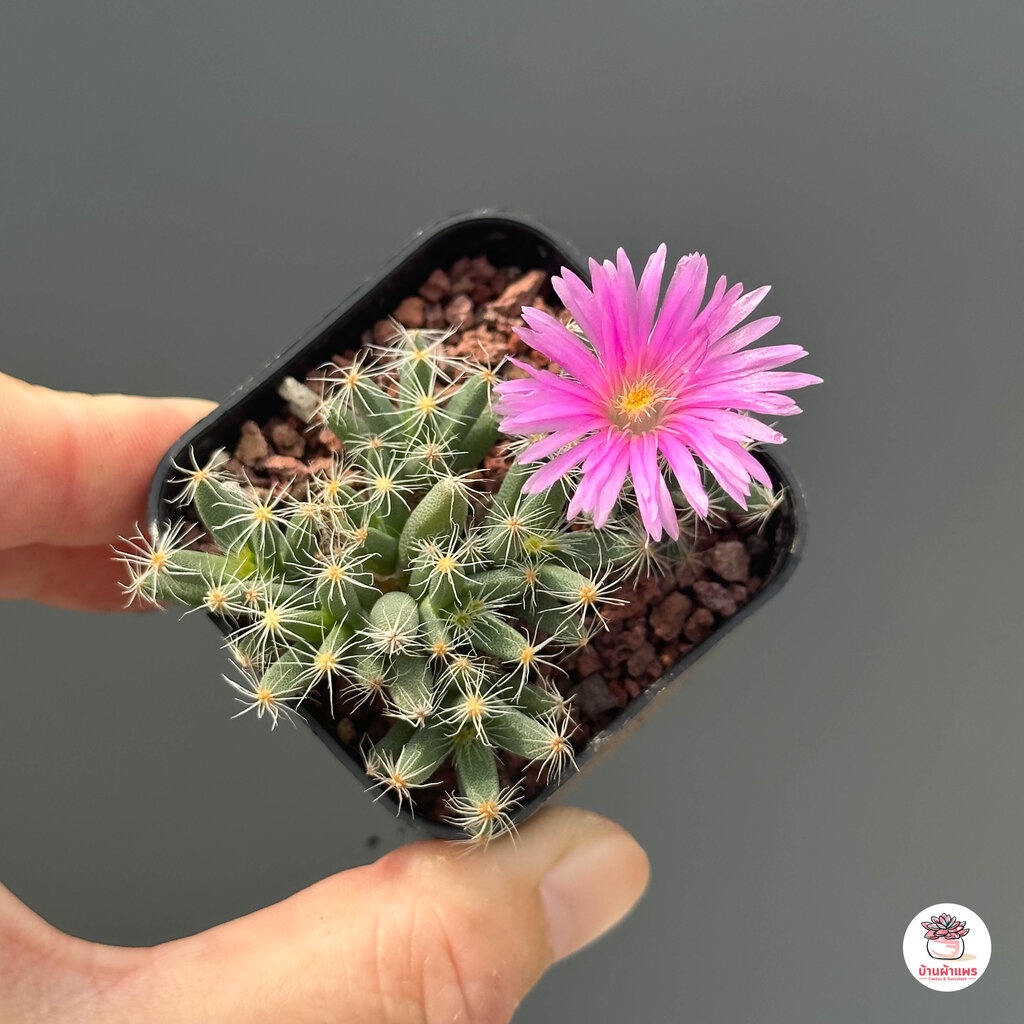 ไม้โขด Trichodiadema Densum กุหลาบหิน cactus&succulentหลากหลายสายพันธุ์