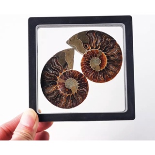 1 Pc Natural Fossil Ammonite 2-3 cm size Best for making Jewelry and collection