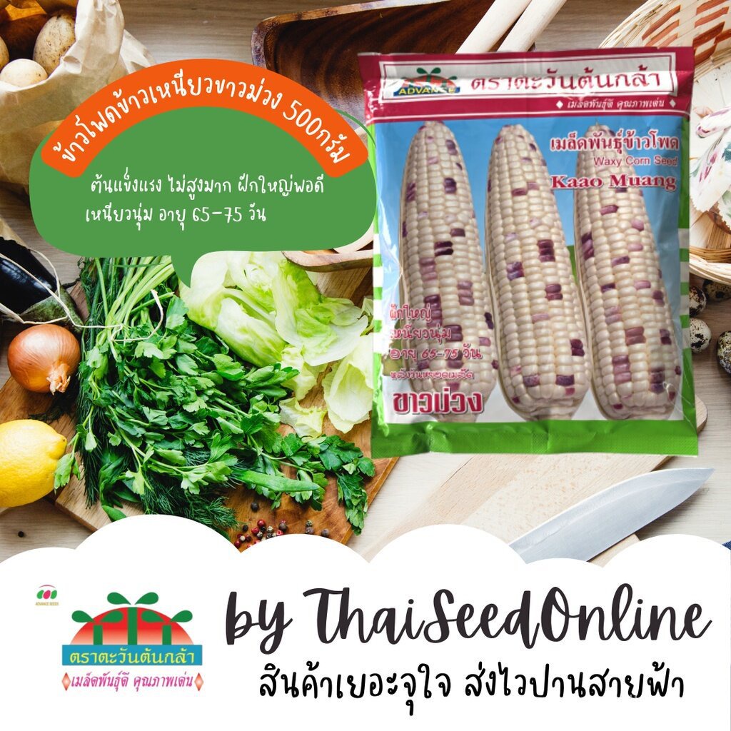 500กรัม ใหม่เมล็ดพันธุ์ข้าวโพดข้าวเหนียว ขาวม่วง 500 กรัม ตราตะวันต้นกล้า SIP1