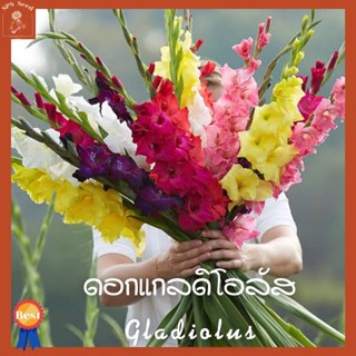 หัวดอก แกลดิโอลัส Gladiolus หัวไม้นำเข้า คละสี พร้อมปลูก ชุดละ 5 หัว + คู่มือการปลูก