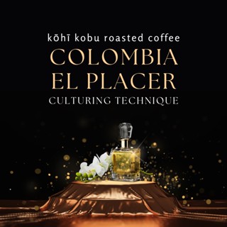 🌸[หอมหวน รันจวญใจ] Colombia El Placer Caturra Culturing Technique | kōhī kobu single origin coffee