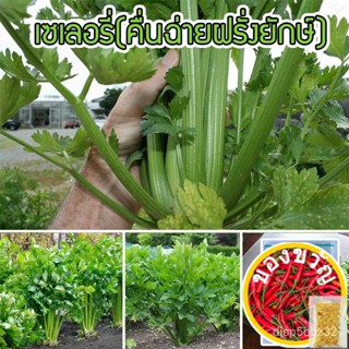 เมล็ดอวบอ้วน100%，ไทยในสต็อกพร้อมส่งเมล็ดพันธุ์ คื่นฉ่ายฝรั่งหรือเซอราลี่ คื่นฉ่ายยักษ์ 1000 เมล็ด [10 แถม 1 คละได้]เมล็ด