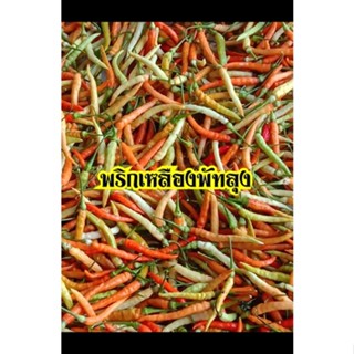 พริกเหลืองพัทลุง(100เมล็ด)