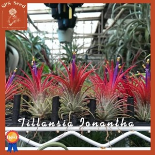 ทิลแลนเซีย รากอากาศ Tillandsia Ionantha หัวขนาดใหญ่ เกรดส่งออก ออกสีตามฤดูกาล