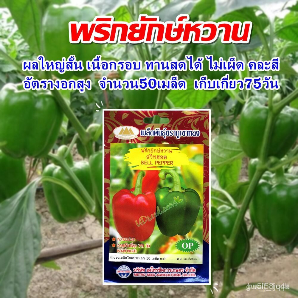 จุดประเทศไทย ❤เมล็ดพันธุ์เมล็ดพริกยักษ์หวาน สวีทฮอต BELL PEPPER  เมล็ดพริกหวาน เมล็ดพริก เมล็ดผักสวนครัว เมล็ดอวบอ้วนผัก