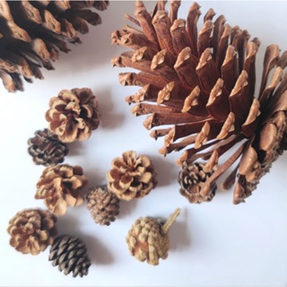 พร้อมส่ง pine cones โคนต้นสน DIY วัสดุHandmade  松果 ลูกสนแห้ง สีธรรมชาติ ของตกแต่ง