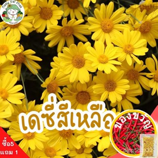 เมล็ดอวบอ้วน100%เมล็ดพันธุ์ เดซี่สีเหลือง Yellow Daisy 200 เมล็ด เมล็ดพันธุ์แท้ นำเข้าจากต่างประเทศ ปลูกดอกไม้ ดอกเดซี่