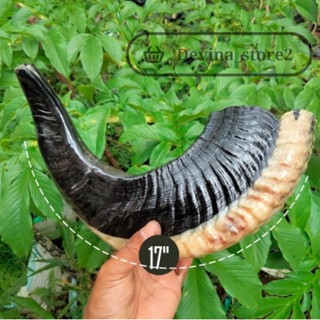 ทรัมเป็ตทรัมเป็ต ทรัมเป็ต แตรแกะ ของแท้ || ทรัมเป็ต shofar เพลงดี 17 นิ้ว