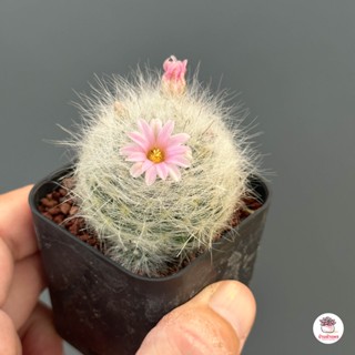 แมมมิลาเรีย กลาสซิไอ Mammillaria Glassii แคคตัส กระบองเพชร cactus&amp;succulent
