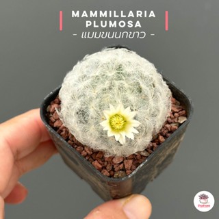 แมมขนนกขาว Mammillaria Plumosa ไม้อวบน้ำ กุหลาบหิน cactus&amp;succulent