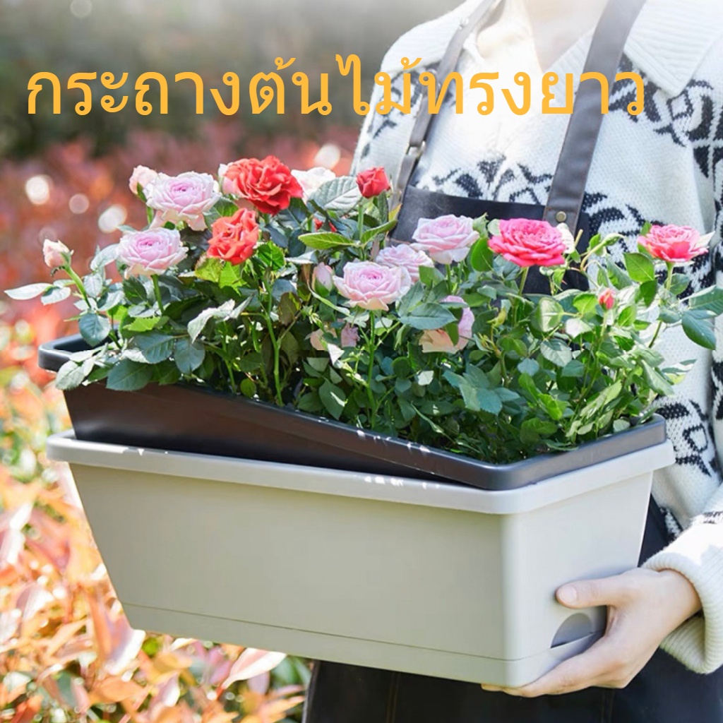 กระถางต้นไม้ กระถางทรงยาวพร้อมถาดรอง กระถางพลาสติกอย่างหนา - ปลูกกระบองเพชร(square pot）