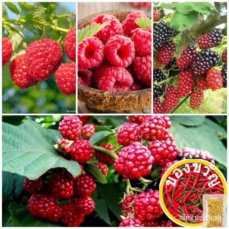 เมล็ดพันธุ์ ต้นราสเบอร์รี่ Raspberry Fruit Seeds บรรจุ 1000 เมล็ด เมล็ดพันธุ์ผัก พันธุ์ไม้ผล ผักออแกนิค พันธุ์ผัก เมล็ดผ