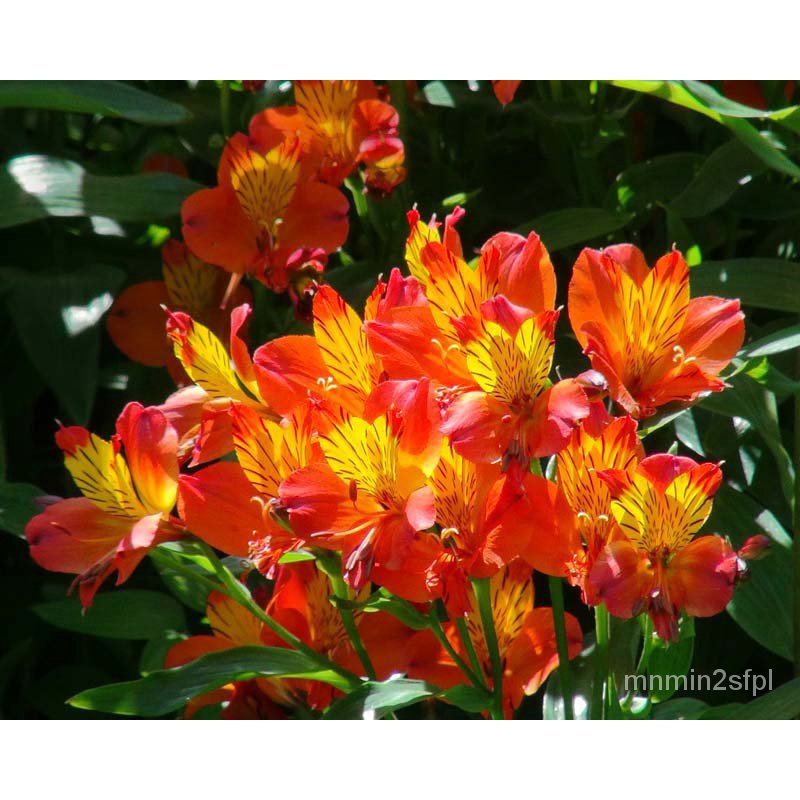 （คุณภาพสูง เมล็ด）peruvian lily alstroemeria flaming star Flower plant seeds 8JXC/ง่าย ปลูก สวนครัว เมล็ด/อินทรีย์ TQ8K I
