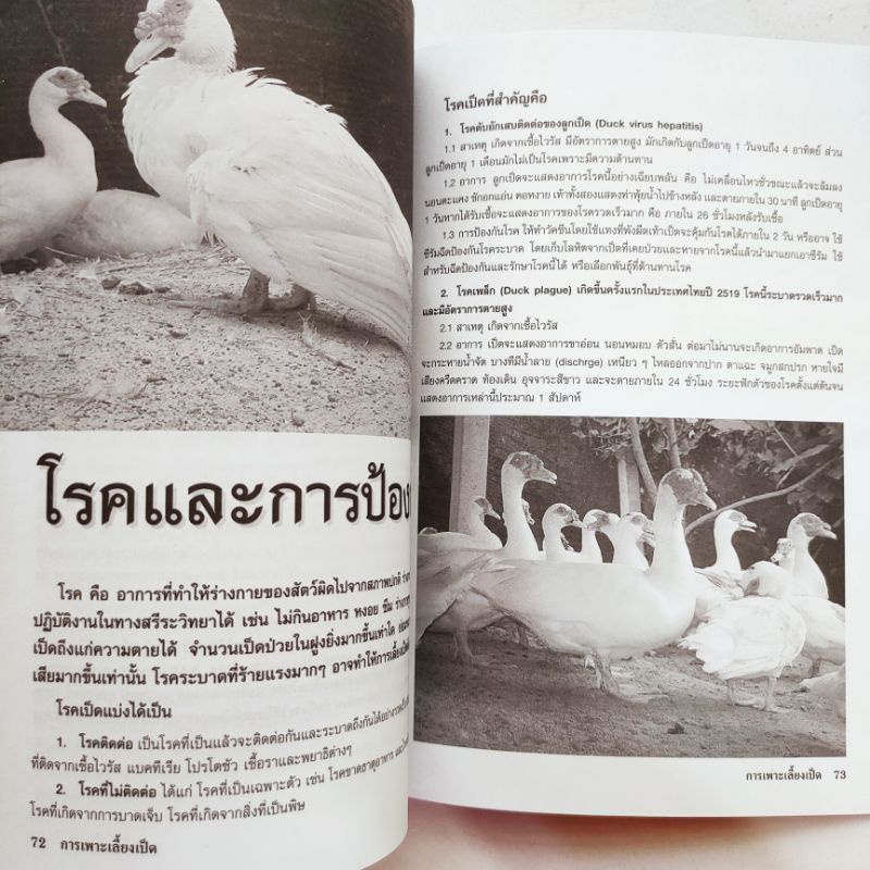 หนังสือเกษตร คู่มือการเพาะเลี้ยงและขยายพันธุ์ เป็ดไข่ และ เป็ดเนื้อ ปก135 หนา80หน้า สัมภาษณ์พิเศษ เจ้าของฟาร์มเป็ดบาบารี - รูปที่ 7