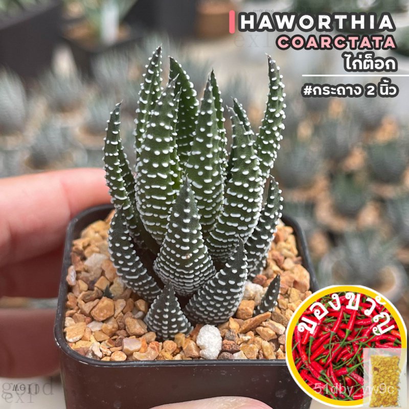 เมล็ดอวบอ้วน100%ไก่ต็อก #กระถาง2นิ้ว Haworthia coarctata ฮาโวเทีย ไม้อวบน้ำ กุหลาบหิน cactus&amp;succulentหลากหลายสายพันธุ์เ