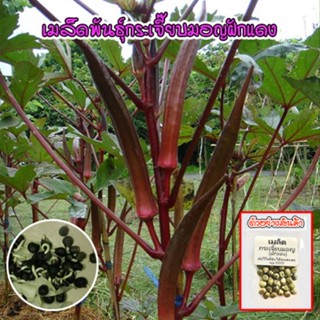 กระเจี๊ยบมอญฝักแดง เมล็ดพันธุ์  Red Burgundy Okra Seed กระเจี๊ยบเขียวฝักแดง นำเข้าจากต่างประเทศ [ซื้อ10 แถม1 คละได้]