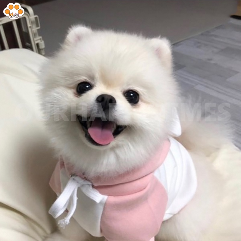 เสื้อผ้าสัตว์เลี้ยง เสื้อผ้าสุนัข แมว มีฮู้ด แบบนิ่ม ลาย Shih Tzu Yorkshire - รูปที่ 4