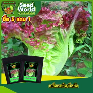 3แถม1เมล็ดผักกาดหอมอิตาลี สีแดง 300-500เมล็ด เมล็ดเรดอิตาลี เมล็ดสลัดอิตาลีสีแดง เมล็ดพันธุ์ผัก เมล็ดผักสวนครัว เมล็ดนอก