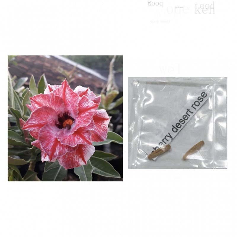 CHERRY Desert Rose Oenium Cactus Sugg/ กางเกง/ กึ๋ง/หมวก/ดอกไม้/ชวนชม/พ.ศ./บ้านและสวน/ผู้ชาย/ ZWZ3 1JQ6