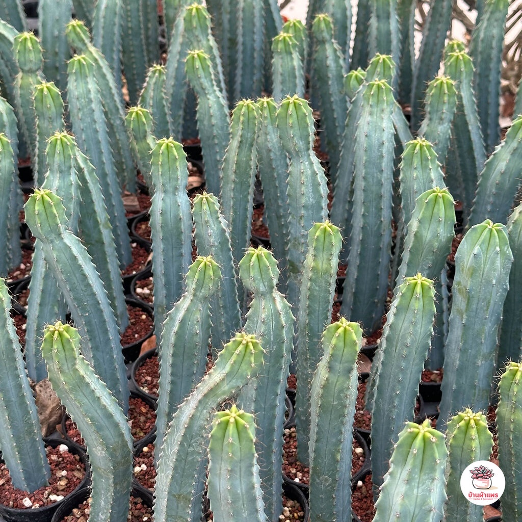 ตอบลูหนามถี่ ตอบลูจีน ( Myrtillocactus Geometrizans ) ตอกราฟไม้ แคคตัส กระบองเพชร cactus&succulent - รูปที่ 4