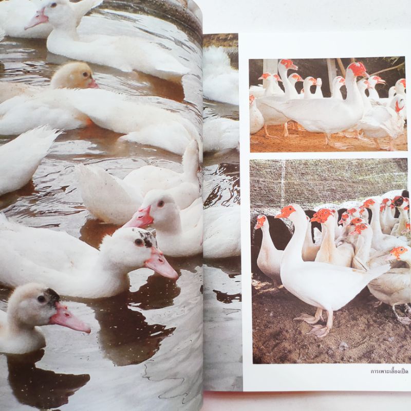 หนังสือเกษตร คู่มือการเพาะเลี้ยงและขยายพันธุ์ เป็ดไข่ และ เป็ดเนื้อ ปก135 หนา80หน้า สัมภาษณ์พิเศษ เจ้าของฟาร์มเป็ดบาบารี - รูปที่ 2