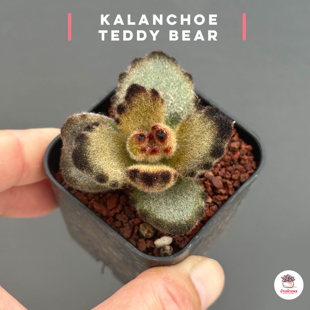 Kalanchoe Teddy Bear ไม้อวบน้ำ กุหลาบหิน cactus&amp;succulentหลากหลายสายพันธุ์
