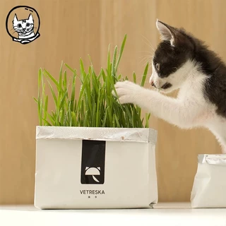 📦แพ็คของทุกวัน📦ชุดปลูกข้าวสาลี 🌿( ปลูกได้หลายครั้ง! ! ) เมล็ดหญ้าแมวนำเข้า เมล็ดข้าวสาลีคัดพิเศษ