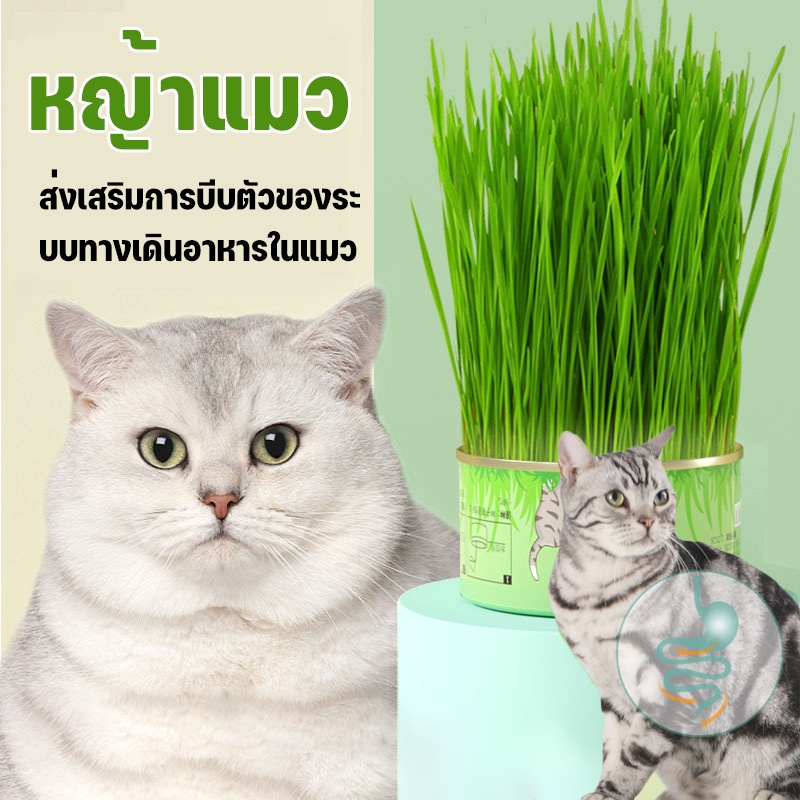 พร้อมส่ง หญ้าแมว เมล็ดข้าวสาลี เมล็ดข้าวสาลี อัตราการงอกสูง ง่ายต่อการใช้ ไม่ต้องใช้ดิน