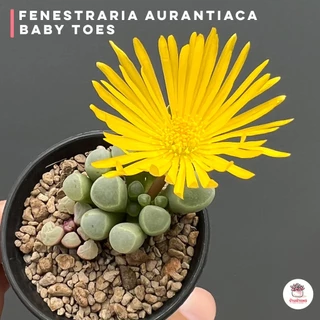 Fenestraria Aurantiaca ( Baby Toes ) ไม้อวบน้ำ กุหลาบหิน Cactus&Succulent หลากหลายสายพันธุ์