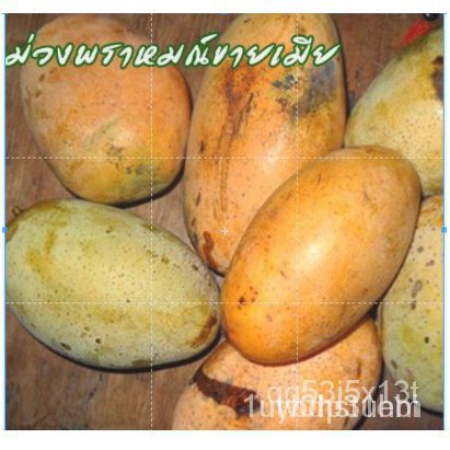 ขายดี เมล็ด 2022ต้นมะม่วง พันธุ์ พราหมณ์ขายเมีย ( Phram Khai Mai) เป็นมะม่วง ทาบกิ่ง ให้ผลเร็ว จัดส่งพร้อมถุงชำ 6 นิ้ว ล