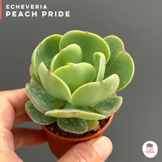 Echeveria Peach Pride ไม้อวบน้ำ กุหลาบหิน cactus&amp;succulentหลากหลายสายพันธุ์