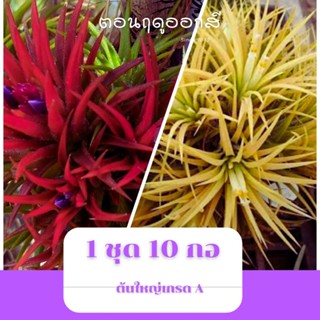 ทิลแลนเซีย ขนาดใหญ่ ชุดละ 10 กอ Tillandsia Ionantha 1 กอมี 3-5 หัว