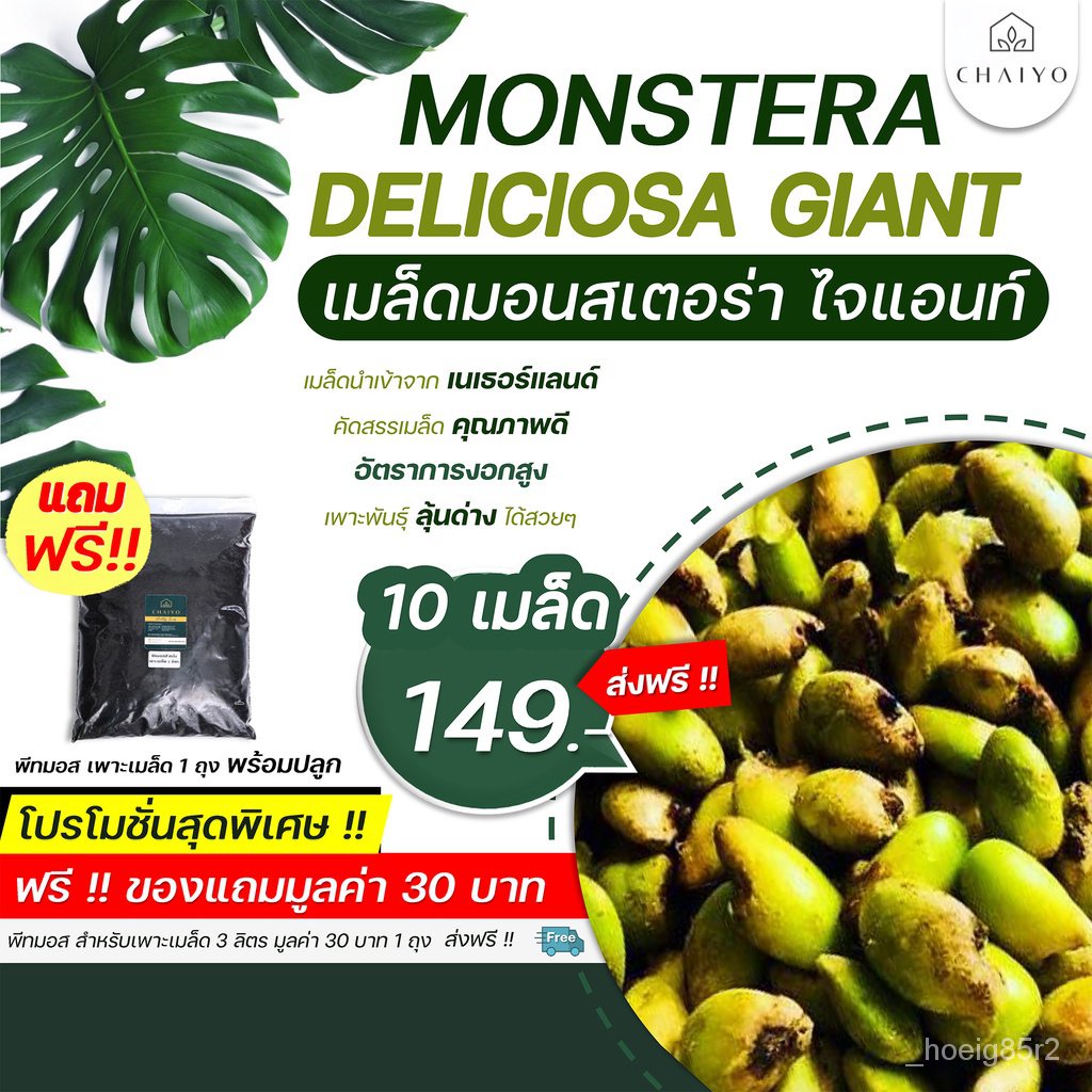เมล็ดมอนสเตอร่าไจแอนท์ พร้อมส่งฟรี!! มีของแถม  (Monstera Deliciosa Seeds) นำเข้าเนเธอร์แลนด์ ขนาด 10 และ 50 เมล็ด T7UH