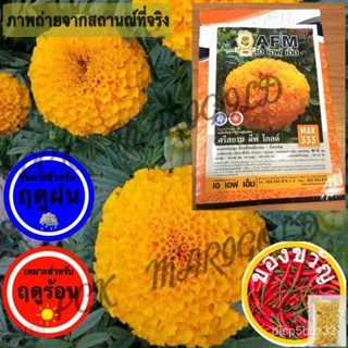 เมล็ดอวบอ้วน100%เมล็ดพันธุ์ดาวเรืองAFM333(สีทองเข้ม)50เมล็ดเมล็ดพืชคุณภาพสูงRubyRussianGrassPurityMixedManilaFlowerColor