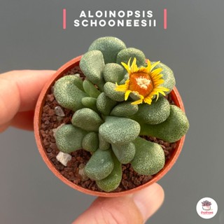 Aloinopsis Schooneesii #กระถาง2นิ้ว แคคตัส กระบองเพชร ไม้อวบน้ำ กุหลาบหิน Cactus&amp;Succulent