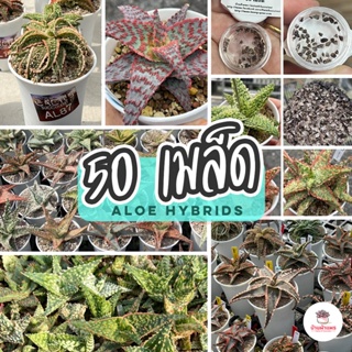 ( 50 เมล็ด ) เมล็ด Aloe Hybrids แคคตัส กระบองเพชร cactus&amp;succulent