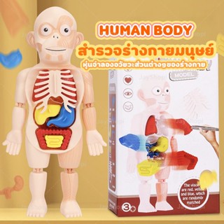 โมเดลอวัยวะร่างกายมนุษย์ 3D Human Body Model Anatomy ออกแบบสมจริงเหมาะแก่การเรียนรู้ JayShopi