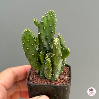 สามร้อยยอด Opuntia Monacantha แคคตัส กระบองเพชร cactus&amp;succulent