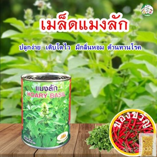 เมล็ดอวบอ้วน100%，ไทยในสต็อกพร้อมส่งเมล็ดแมงลัก Hoary basil ตราภูเขาทอง ขนาด50กรัมและ5กรัม เมล็ดพันธุ์แมงลัก เมล็ดพันธุ์ผ