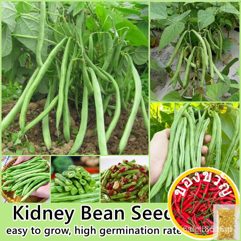 เมล็ดอวบอ้วน100P เมล็ด/ห่อ เมล็ดพันธุ์ ถั่วไต Kidney Bean Seed Vegetable Seeds for Planting Plants เมล็ดผักต่างๆ เมล็ดพั