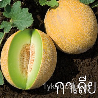 เมล่อนกาเลียถูกที่สุด10 บ.เมล็ดพันธุ์เมล่อนกาเลีย 5 เมล็ดนำเข้าจากเนเธอร์แลนด์☘️ลูกดกหวานที่สุด TIMK