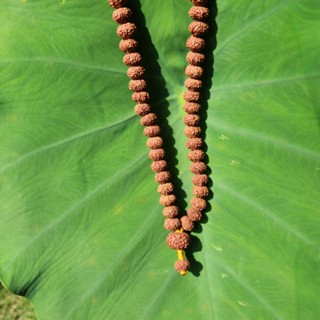 Japamala rudraksha mukhi 10th