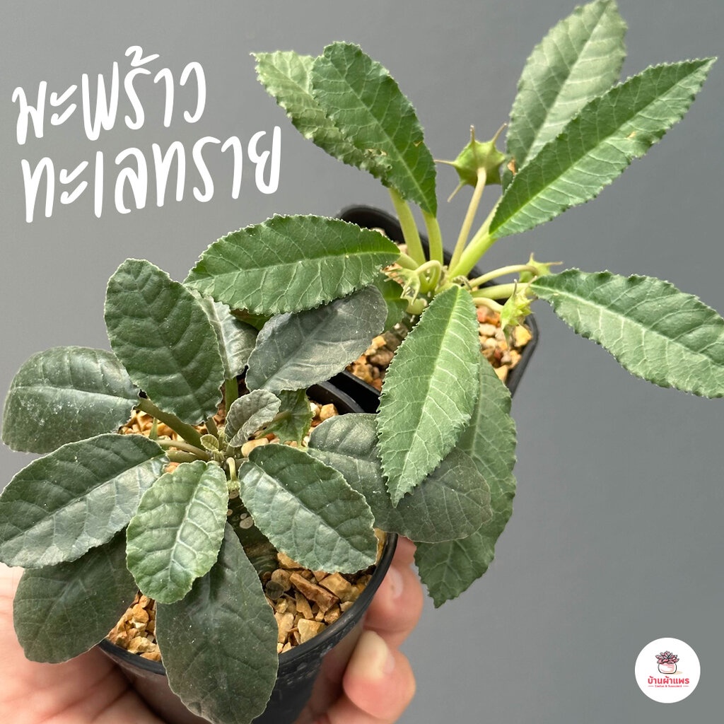 มะพร้าวทะเลทราย Dorstenia sp. ไม้อวบน้ำ กุหลาบหิน cactus&succulent