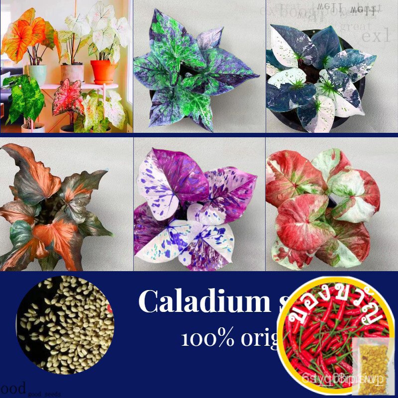 ☘️สีขาว☘️☘️ จริง!!! บอนกระดาดด่าง ของแท้100% 100เมล็ด Mixed Colors Caladium Seeds ต้นบอนสี หัวบอนสี เมล็ดดอกไม้สวย ต้นไม