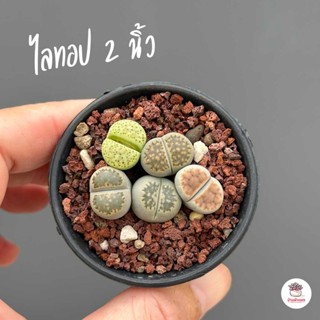 ไลทอป Lithop Mix #กระถาง2นิ้ว แคคตัส กระบองเพชร cactus&amp;succulent