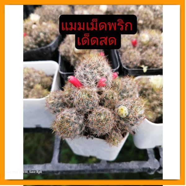 แคคตัส กระบองเพชร หน่อเด็ดสด แมมเม็ด​พริก​ อิชินอปเขากวาง​ แมมตุ๊กตา​ญี่ปุ่น​ คอนโด​นางฟ้า​ด่าง​ หนามตะขอ​