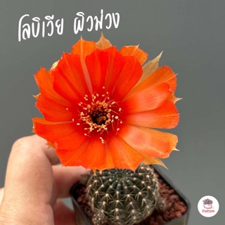 โลบิเวีย ผิวม่วง Lobivia แคคตัส กระบองเพชร cactus&amp;succulent